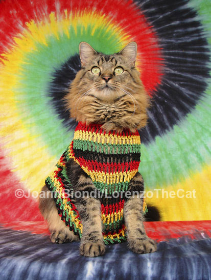 Rasta Cat