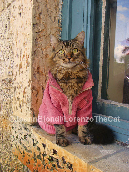 Real Men Wear Pink