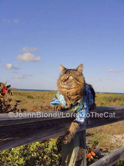 On the Fence