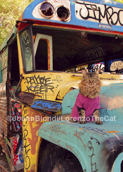 Magic Bus