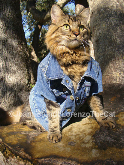 Classic Denim