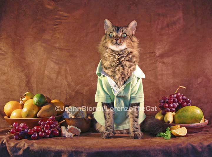 Still Life with Cat