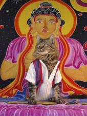 buddhapuss