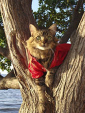 up a tree
