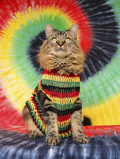 rasta cat