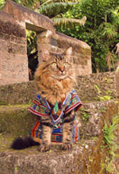 dashiki