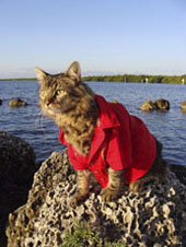 harbor master