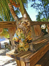 beach bum chic