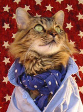 americana cat