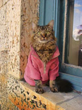 real men wear pink