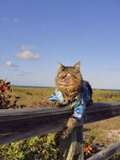 on the fence