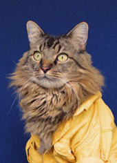 passport photo