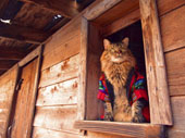 rustic