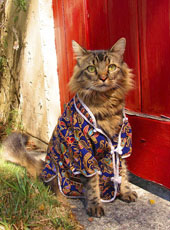 the cat's pajamas