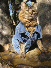 classic denim