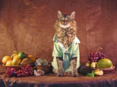 still life with a cat