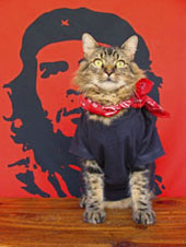gato guevara