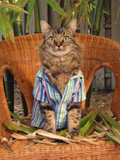 wicker