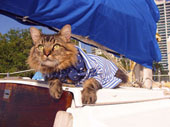 first mate